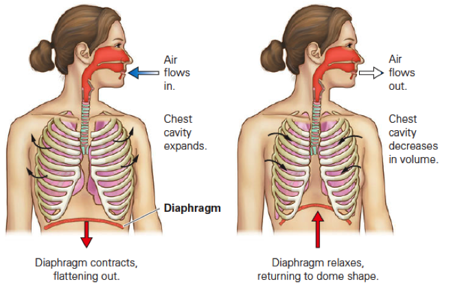 Respiratory System Quiz - Skill 1 And Skill 2